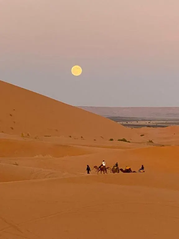 Full moon over the dunes with a group of camels at sunset